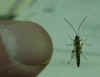 Parasitic Wasp from Juniper Budworm Pupa